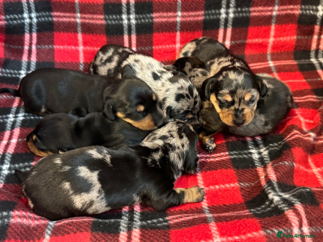 Dachshund dogs for sale: Pedigree Dachshund puppies PRA clear health tested - Image 8