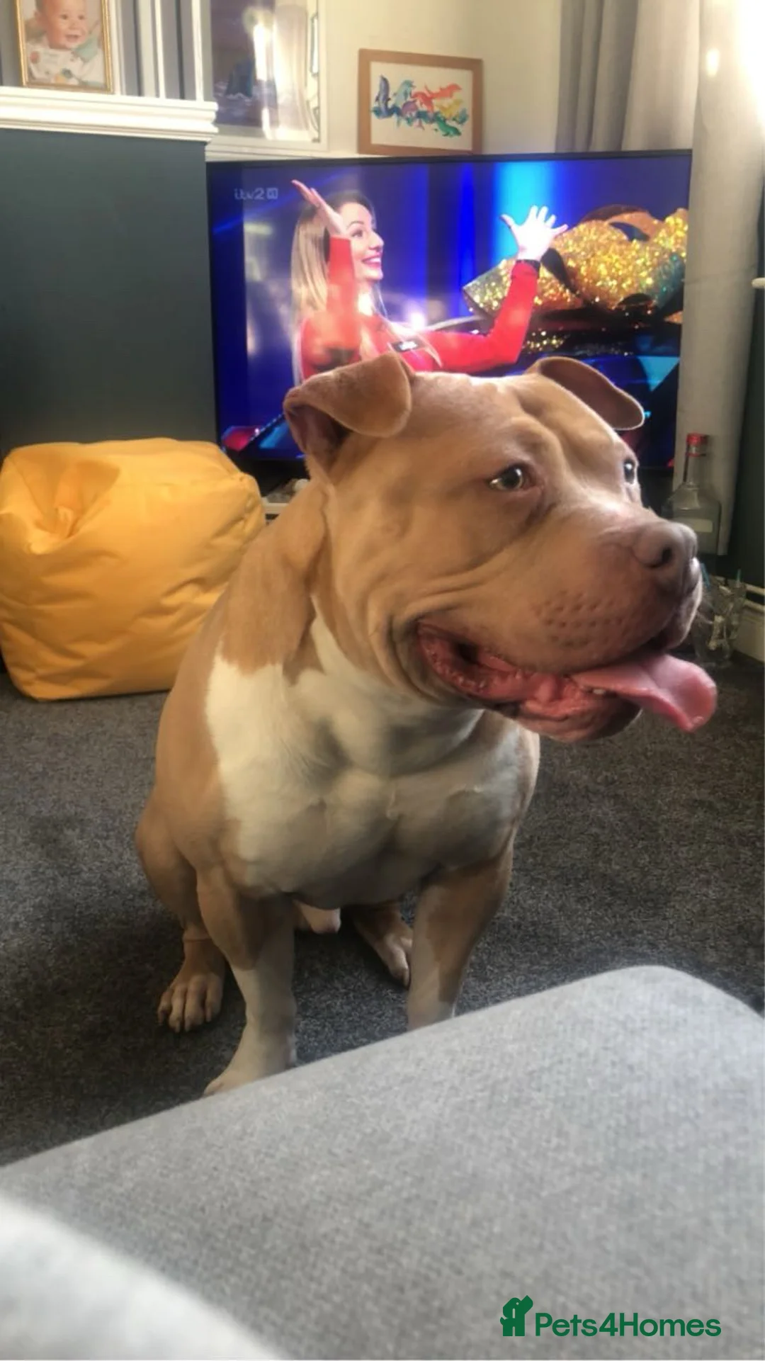 American Bully dogs for stud: Stud  - Advert 4