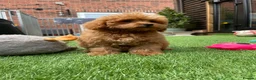 Cockapoo dogs for sale: Tiny Toy F1B Cockapoos. FULLY VAX’D! LAST 2 BOYS!! - Advert 11