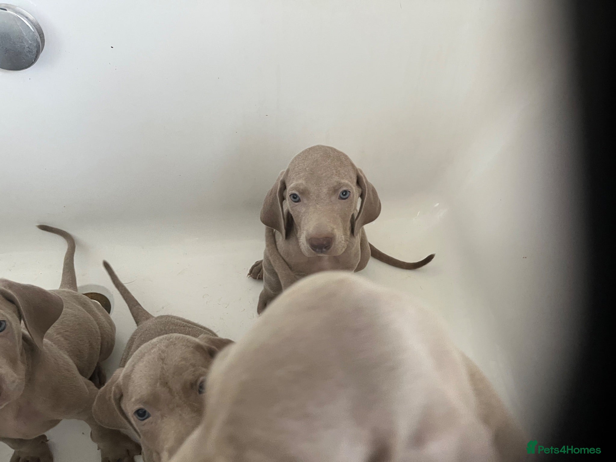 Weimaraner dogs Weimaraner pups, kc reg , 7 boys , 2 girls - Advert 1