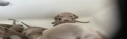 Weimaraner dogs for sale: Weimaraner pups, kc reg , 7 boys , 2 girls - Advert 16