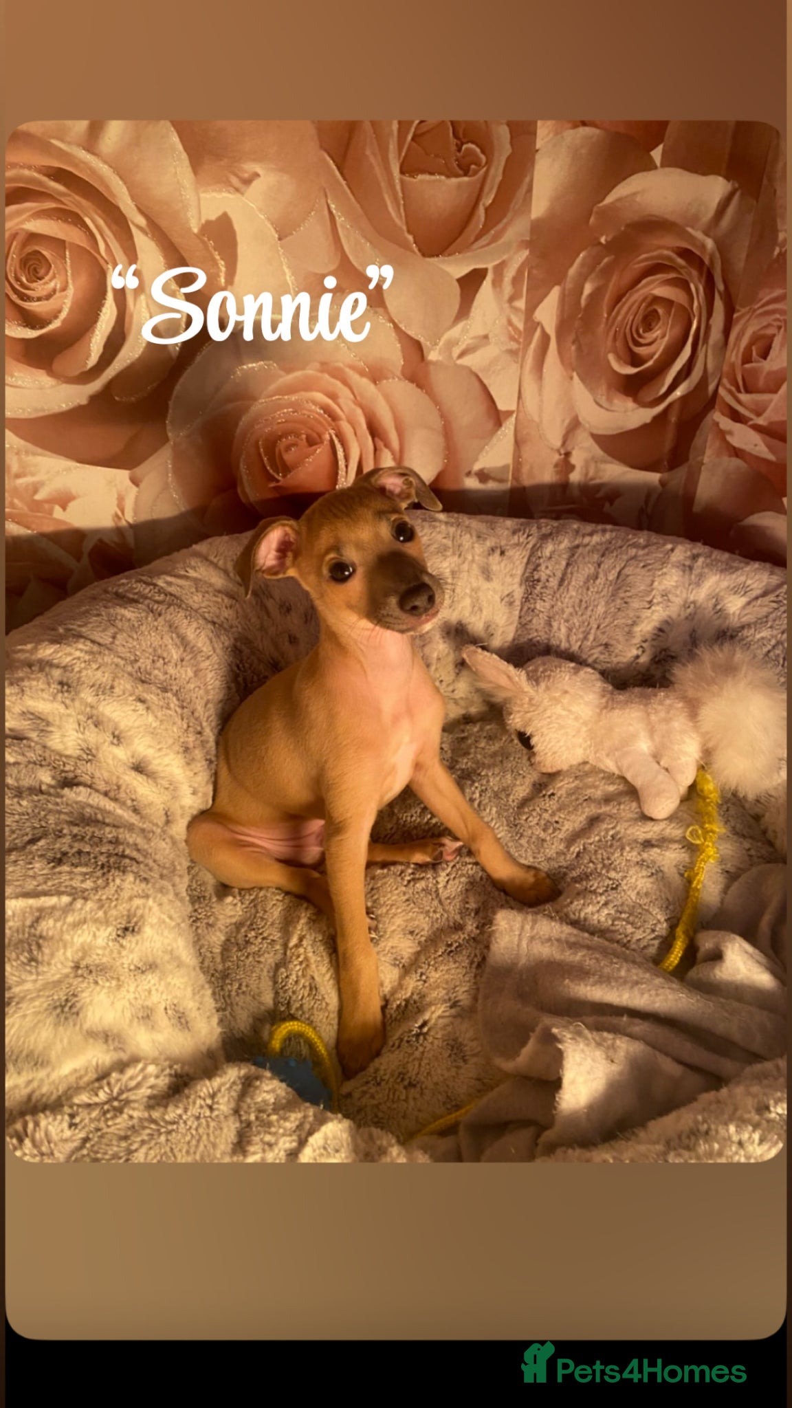 Italian Greyhound dogs 1 stunning little boy ready to leave now❤️ - Advert 2