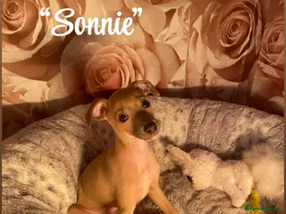 Italian Greyhound dogs 1 stunning little boy ready to leave now❤️ - Advert 2