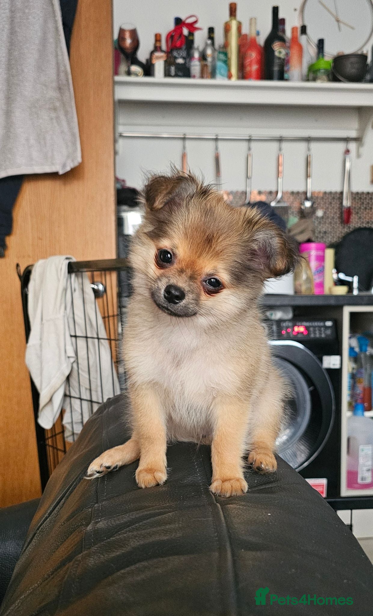 Pomchi dogs Tiny Pomchi Puppies,Raised in a Loving Family Home - Advert 1