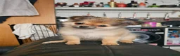 Pomchi dogs for sale: Tiny Pomchi Puppies,Raised in a Loving Family Home - Advert 1