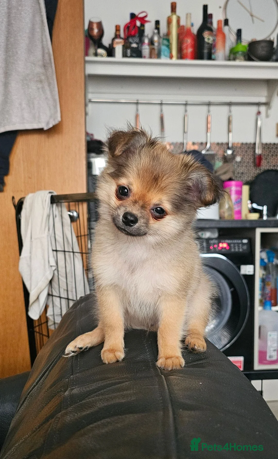Pomchi dogs for sale: Tiny Pomchi Puppies,Raised in a Loving Family Home - Advert 1