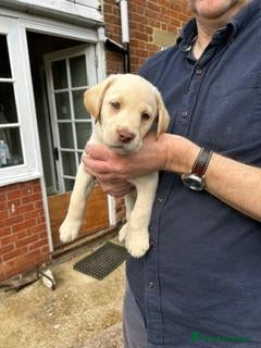 Labrador Retriever dogs for sale: Beautiful litter of Labrador Retriever puppies - Advert 3