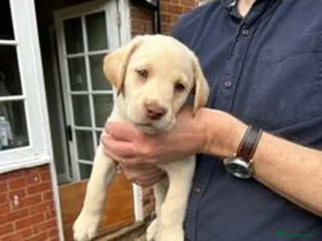 Labrador Retriever dogs for sale: 9 week old, yellow male Dudley Labrador Poppy - Advert 5