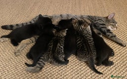 Domestic Shorthair cats for sale: Two darling black female kittens for sale in Bagshot - Image 7