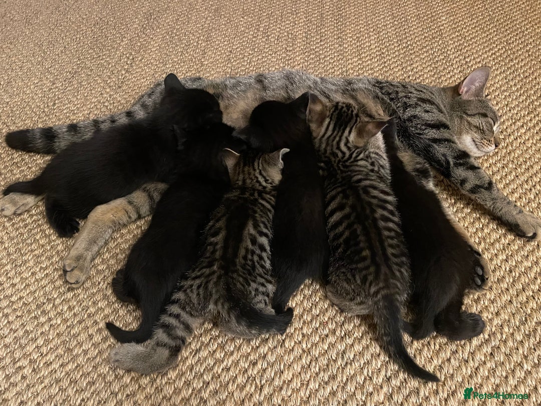 Domestic Shorthair cats for sale: Two darling black female kittens for sale in Bagshot - Image 7