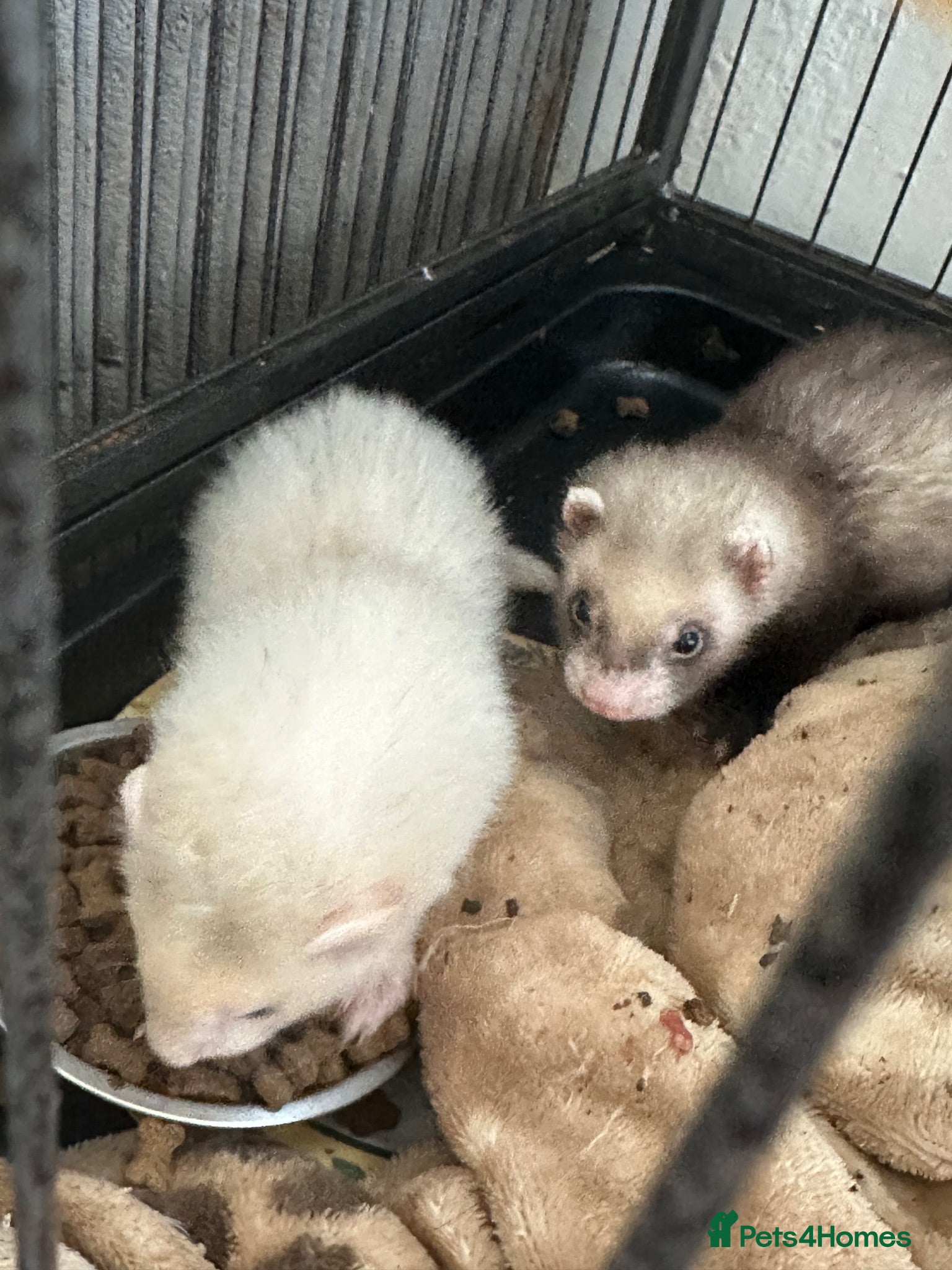 Ferret rodents £60 for Two ferret kits for sale  - Advert 15
