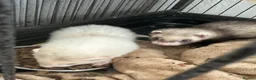 Ferret rodents for sale: £60 for Two ferret kits for sale  - Advert 1