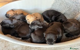 Mixed Breed dogs for sale: Boerboel X Mastiff - Image 4