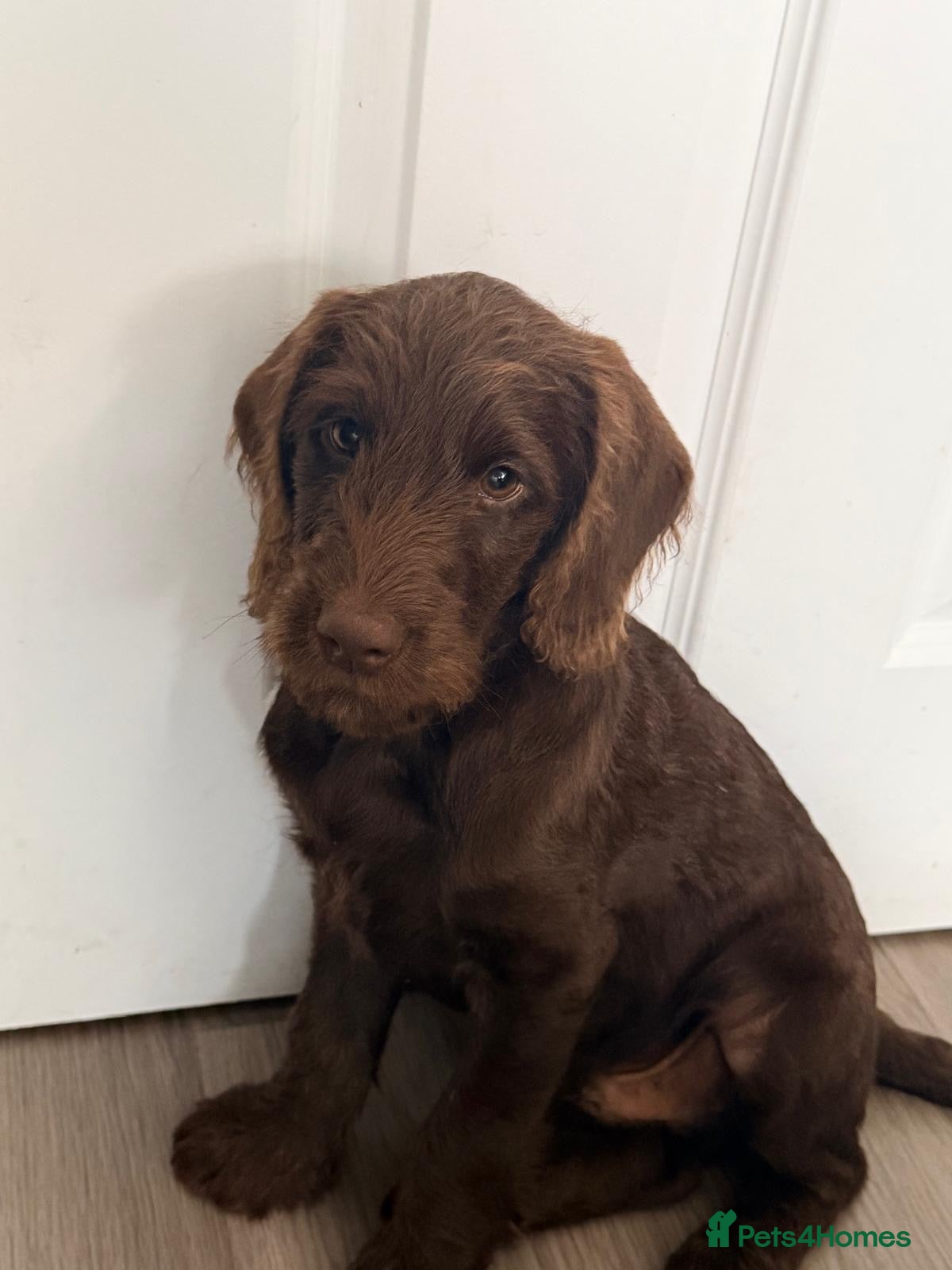 Labradoodle dogs Last 2 - Miniature F1B Labradoodle Puppies - Advert 2
