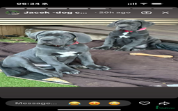 Cane Corso dogs for sale:  Pure breed Cane Corso  Puppies Looking for Homes  - Advert 23