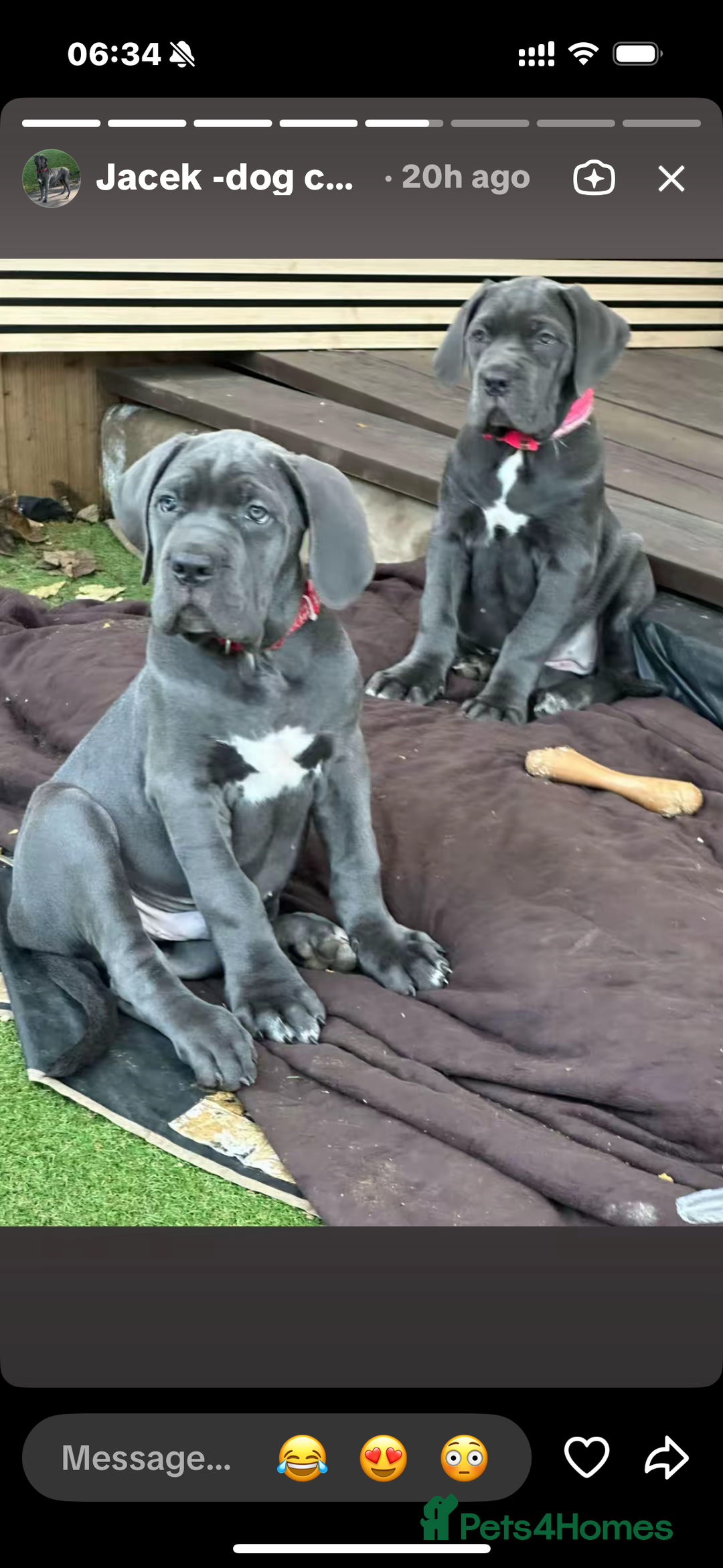 Cane Corso dogs for sale:  Pure breed Cane Corso  Puppies Looking for Homes  - Advert 23