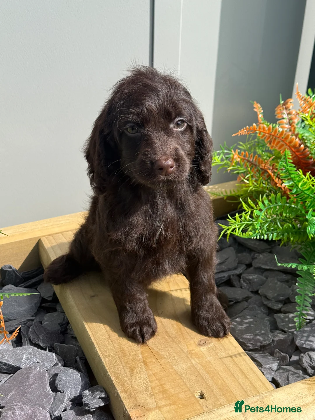 Cockapoo dogs for sale: F1 Show Cockapoo Girl Ready NOW - Advert 2