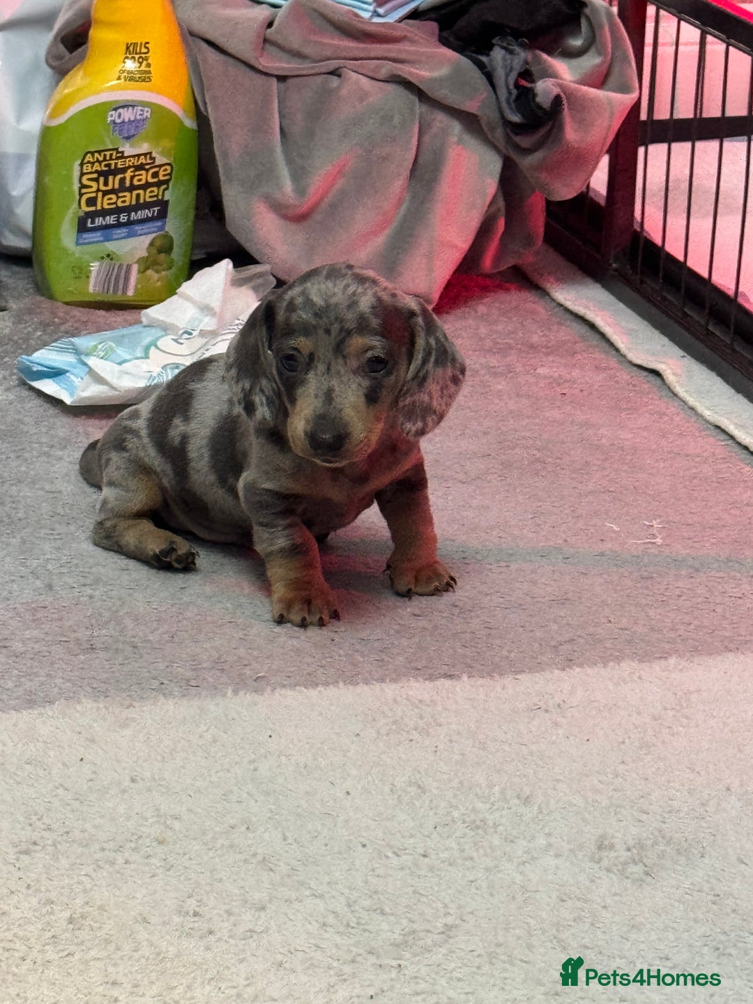 Miniature Dachshund dogs for sale: READY NOW  - Advert 28