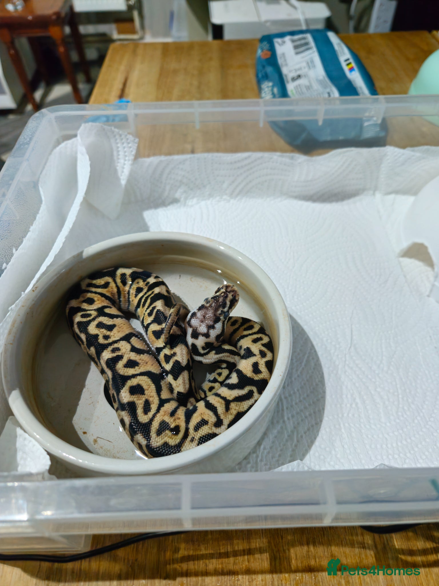 Python Snake reptiles for sale: spotnose het clown/ clown clutch - Advert 18