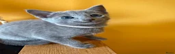 Russian Blue cats for sale: TICA REGISTERED Pure Breed Russian Blue Kittens - Advert 7