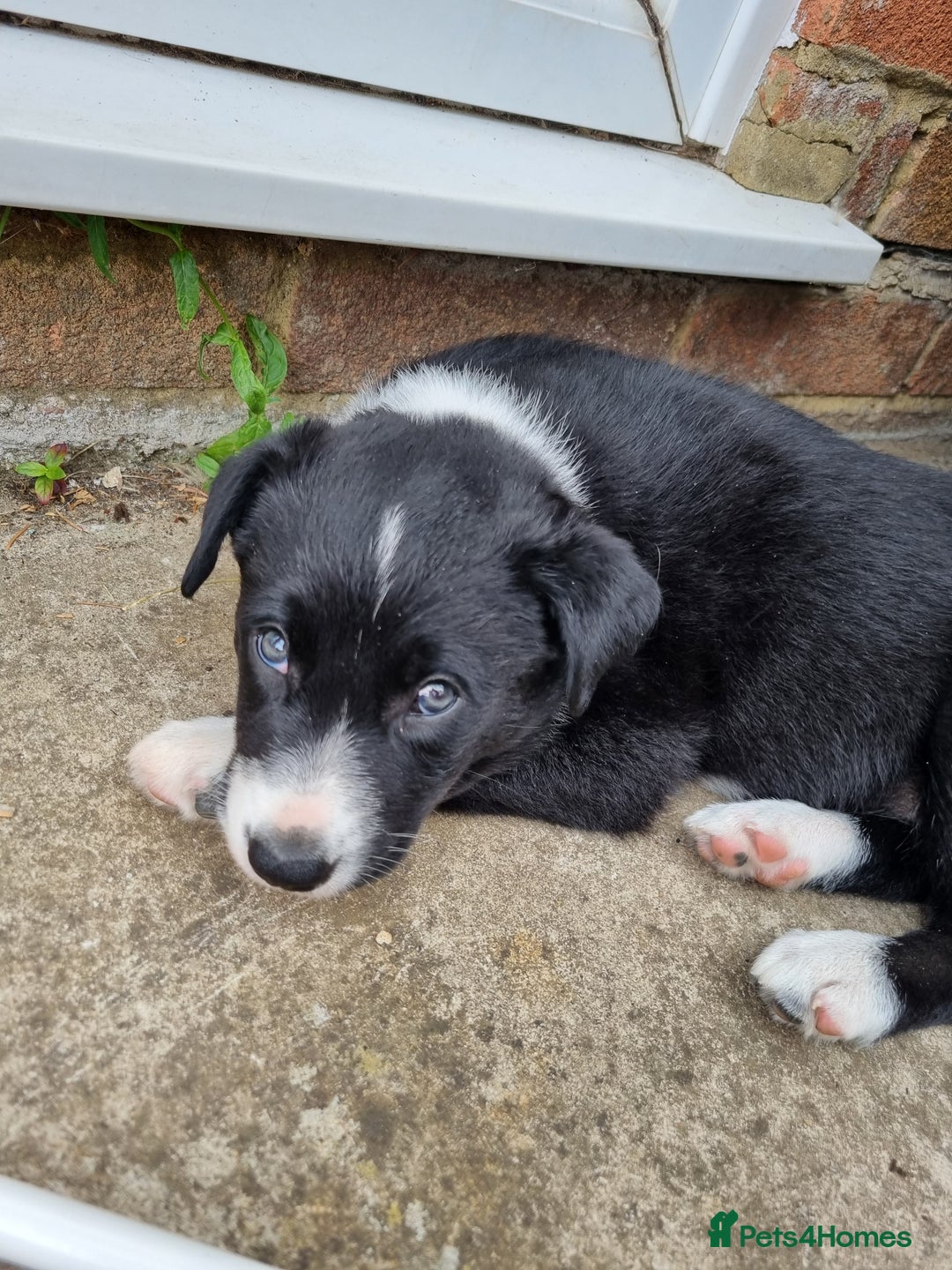 Border Collie dogs for sale: Beautiful female Border Collie Pup.  - Image 5