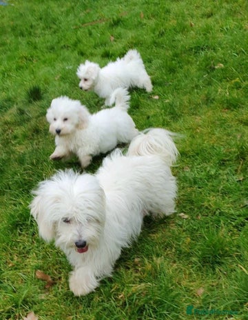Cotton Coton De Tulear Rescue Dogs Dog Breeds Coton De Tulear
