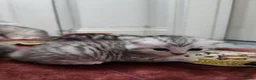 British Shorthair cats for sale: ✨️✨️Tabby British Shorthair kitten✨️✨️ - Advert 17