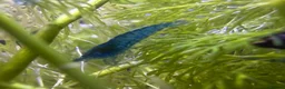 Shrimps fish for sale: Blue velvet shrimp neocaridina in Thornton Heath - Advert 7