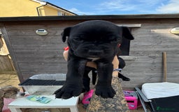 Mixed Breed dogs for sale: Beautiful American bulldog x cane corso puppies - Image 11