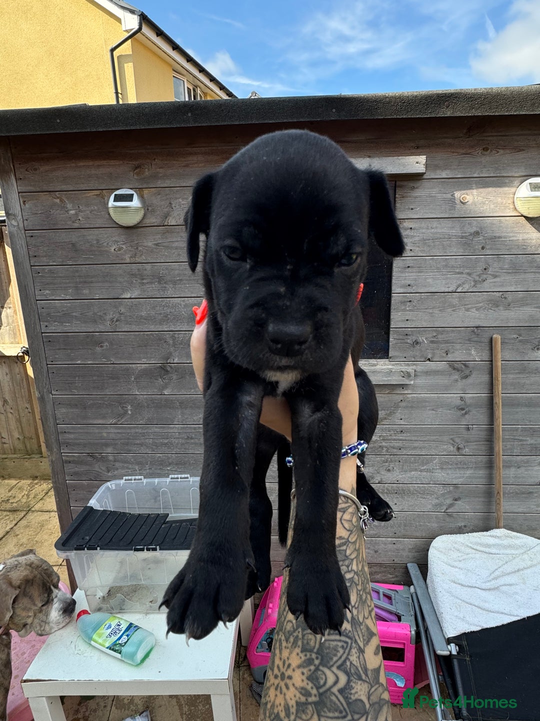 Mixed Breed dogs for sale: Beautiful American bulldog x cane corso puppies - Image 11
