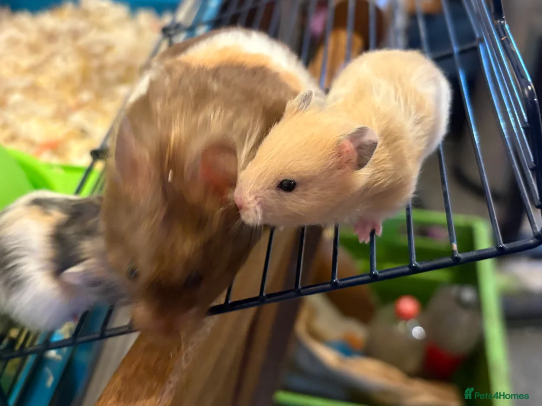 Hamster rodents for sale: Baby hamsters for sale - Advert 1