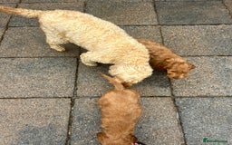 Cockapoo dogs for sale: Cockapoo puppies  - Image 7