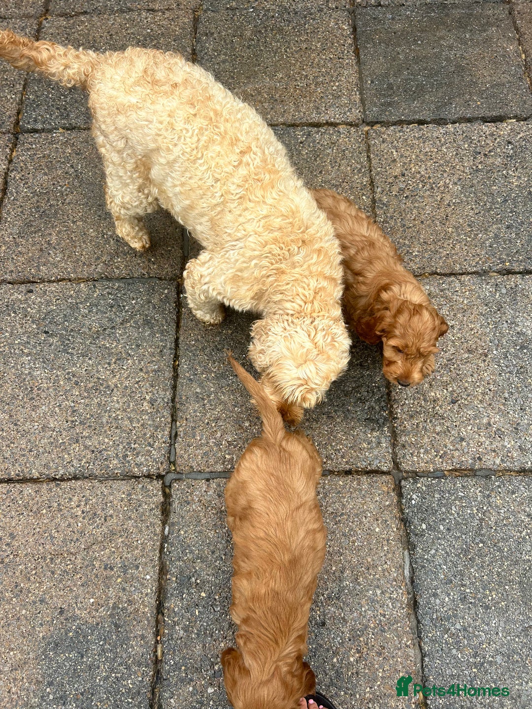 Cockapoo dogs for sale: Cockapoo puppies  - Image 7
