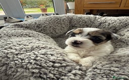 Biewer Terrier dogs for sale: Beautiful Biewer puppies  - Image 8