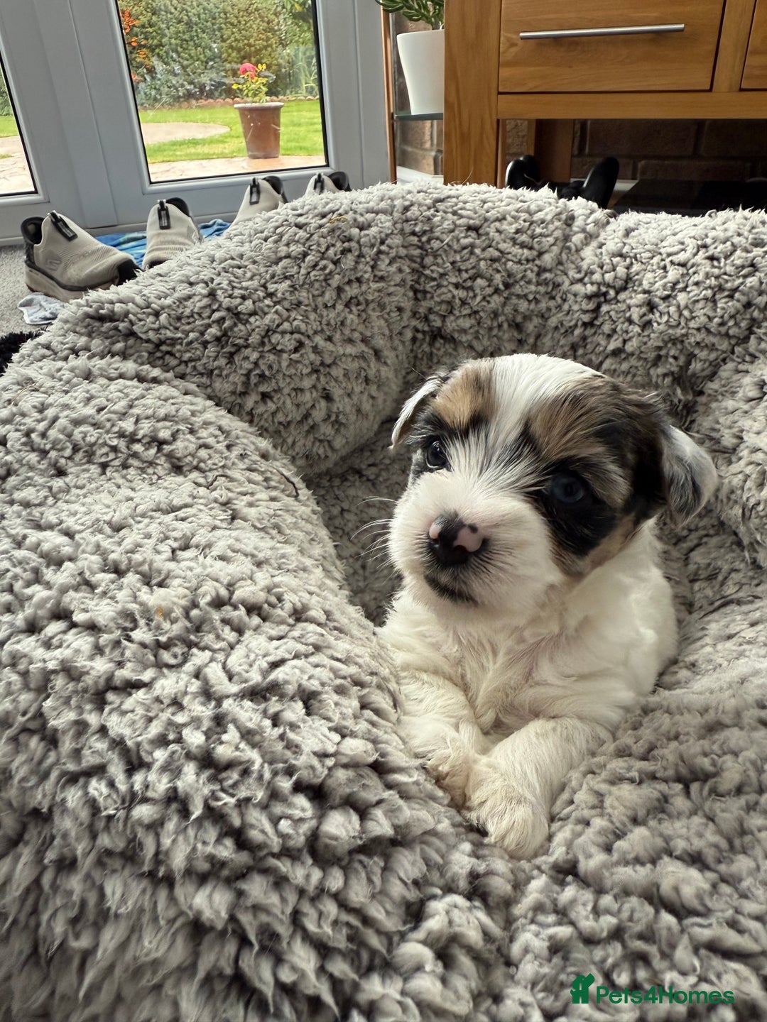 Biewer Terrier dogs for sale: Beautiful Biewer puppies  - Image 8