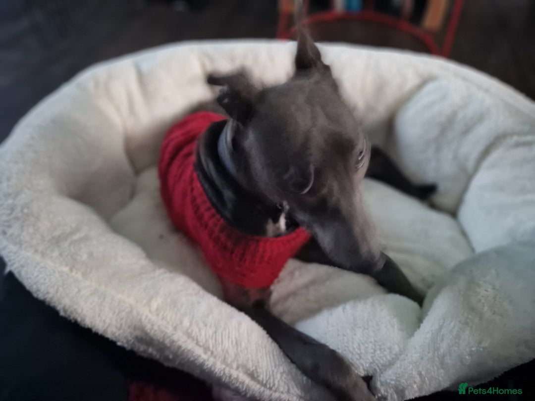 Lurcher dogs for sale: Indie  - Image 2