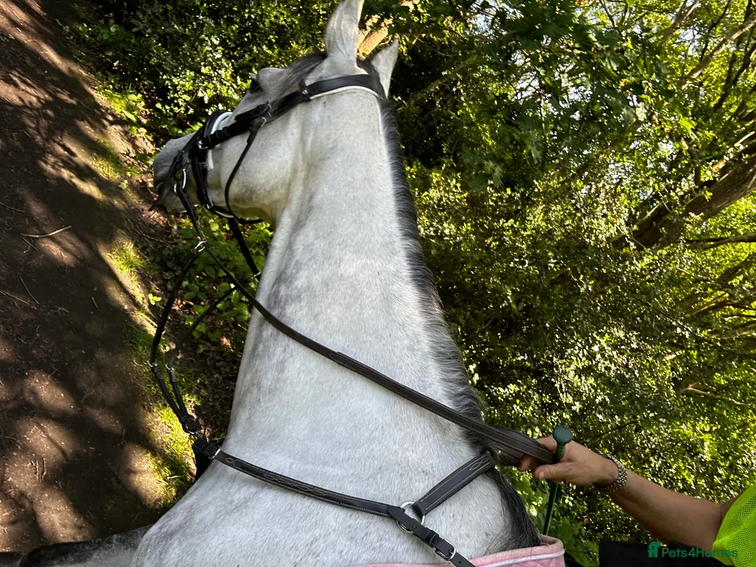 Irish Thoroughbred horses for sale: 15.2hh beautiful grey mare 7yo or broodmare  - Advert 2