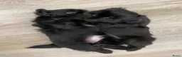Shih Tzu dogs for sale: 4 Beautiful Shih-Tzu  - Advert 19