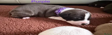 Staffordshire Bull Terrier 3