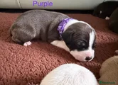 Staffordshire Bull Terrier 3