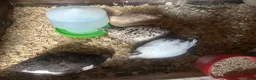 Quail poultry for sale: Quail Hatching Eggs etc  - Advert 6