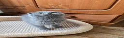 Scottish Fold cats for sale: Kittens scottish fold blue color - Advert 11