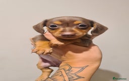 Miniature Dachshund dogs for sale: Smooth haired daxies available 3boys 3 girls - Image 9