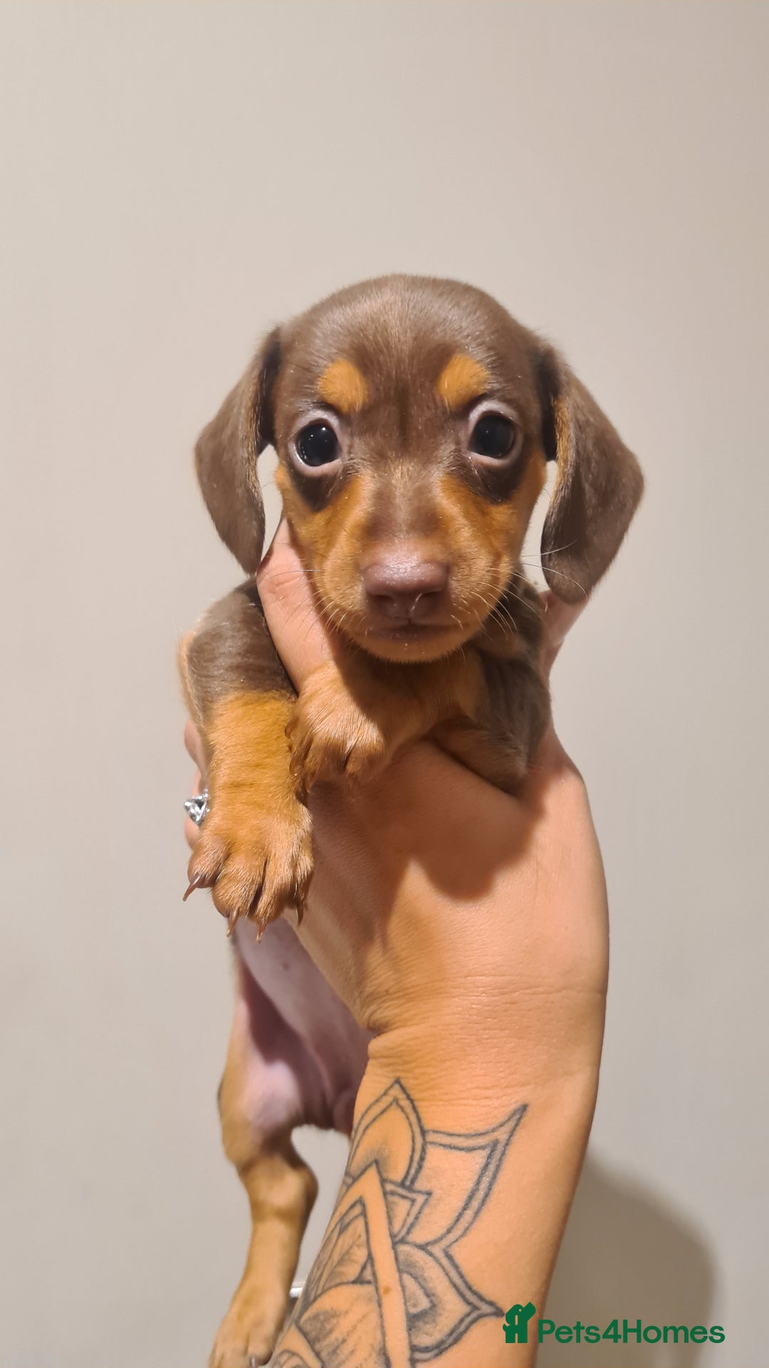 Miniature Dachshund dogs for sale: Smooth haired daxies available 3boys 3 girls - Image 9