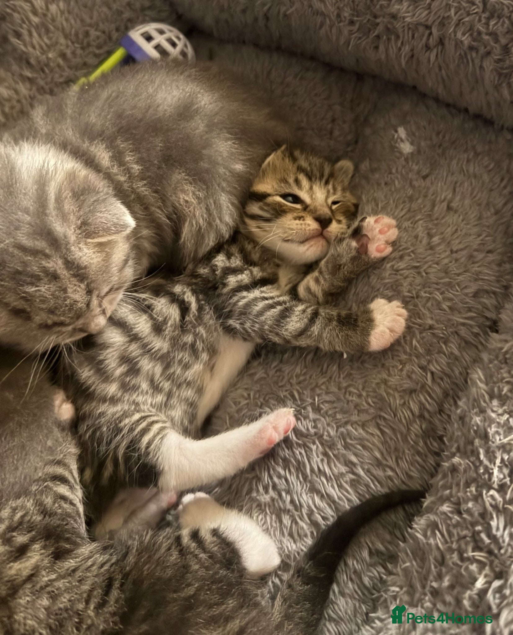 British Shorthair cats Bsh cross kittens  - Advert 10