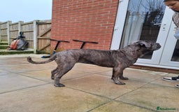 Cane Corso dogs for sale: Purebred Cane Corso puppies  - Image 9