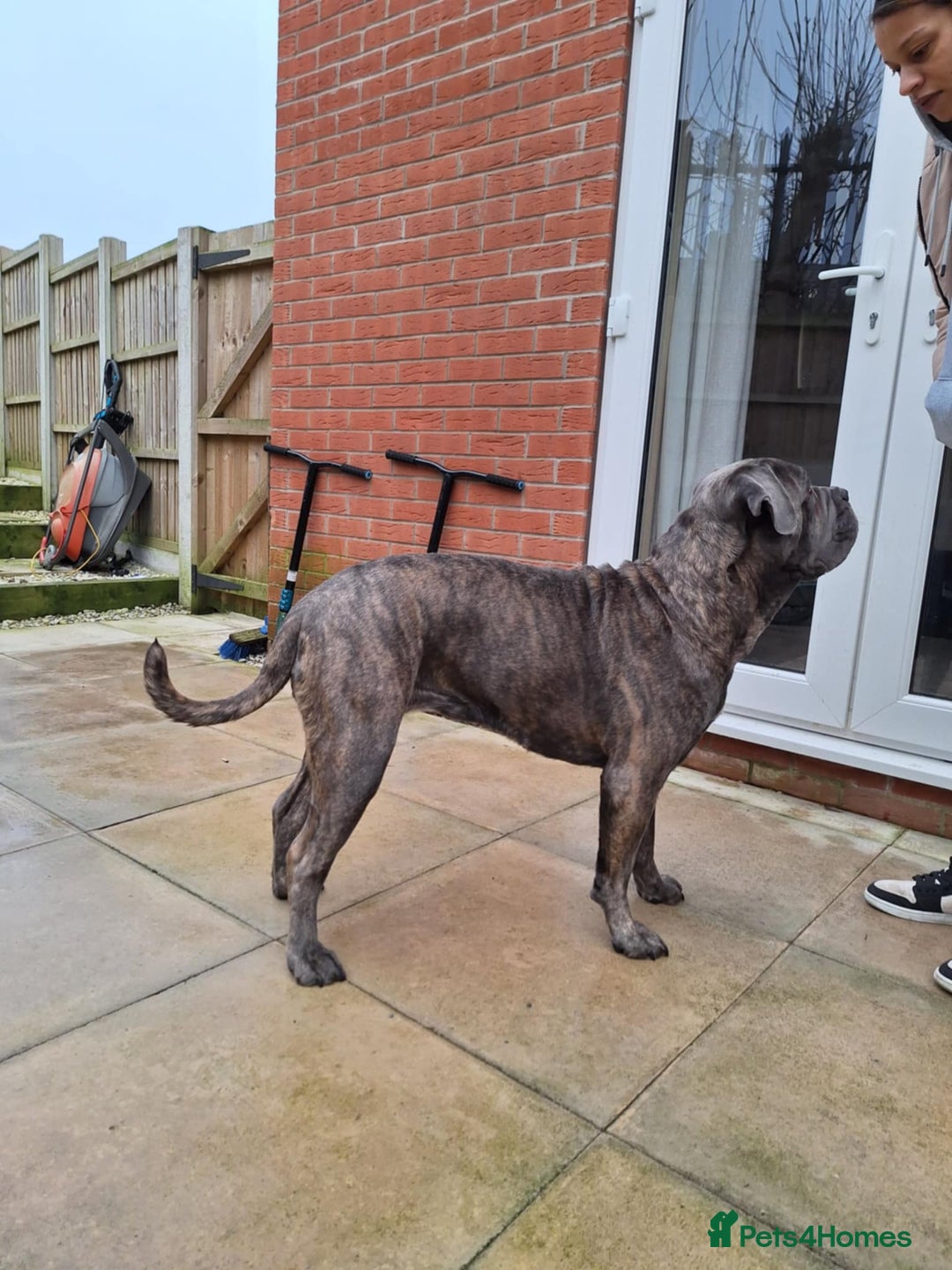 Cane Corso dogs for sale: Purebred Cane Corso puppies  - Image 9