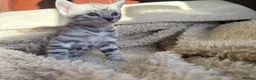 Bengal cats for sale:  STUNNING BENGAL KITTENS   - Advert 3