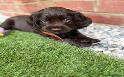 Cocker Spaniel dogs for sale: Beautiful Cocker Spaniel Pups - Image 21