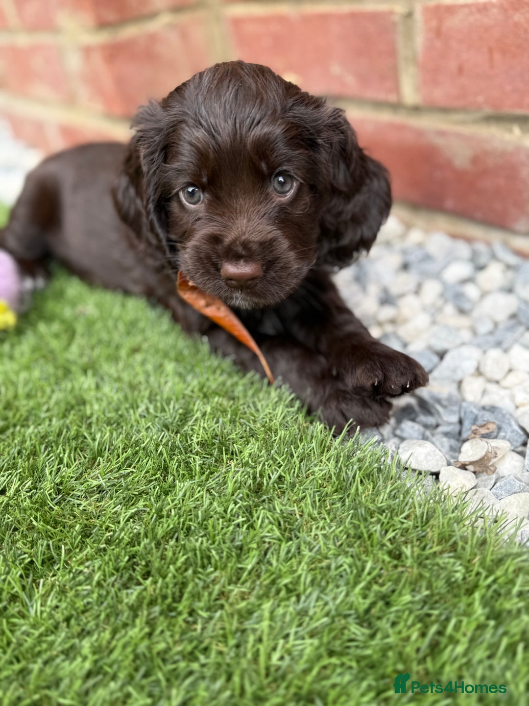 Cocker Spaniel dogs for sale: Beautiful Cocker Spaniel Pups - Image 21
